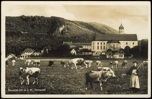 Ansichtskarte Beuron Stadt, Frau - Kuhherde 1935