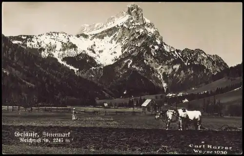 Ansichtskarte Johnsbach-Admont Bäuerin, Hütte - Kühe - Gesäuse 1930