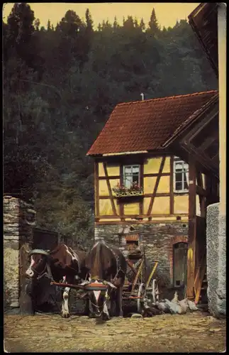 Ansichtskarte  Stimmungsbbils Gehöft - Kühe 1908