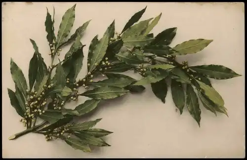 Ansichtskarte  Botanik :: Pflanzen Mistelzweig - Fotokunst# 1916