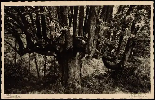 Ansichtskarte Künzelsau Alte Linde (Baum Kultur, Bäume) 1930