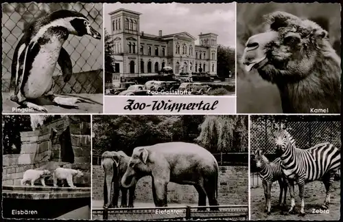 Elberfeld-Wuppertal Zoologischer Garten Mehrbild-AK u Pinguin Eisbären 1959