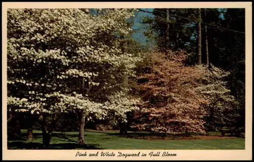 Ansichtskarte  Pink and White Dogwood in Full Bloom, Fauna USA 1950