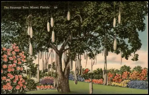 Postcard Miami The Sausage Tree, Fauna Flora "Würstchen-Baum" 1930