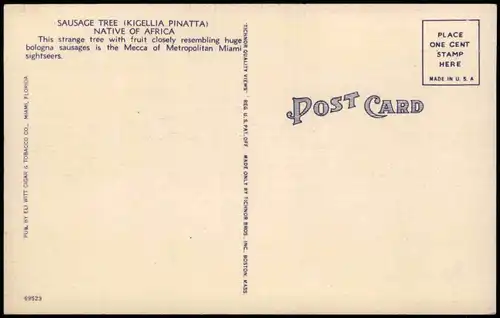 Postcard Miami The Sausage Tree, Fauna Flora "Würstchen-Baum" 1930