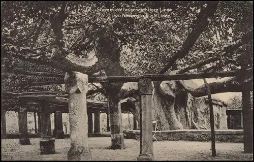 Ansichtskarte Neuenstadt am Kocher Stamm der tausendjährigen Eiche 1913