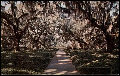 South Carolina (Allgemein) South Carolina   Giant Live Oaks (Tree, Bäume) 1961