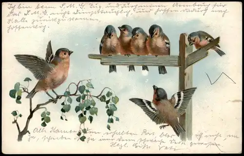 Ansichtskarte  Gruss Postkarte Tiere - Vögel 1942   gel DRESDEN (nach Halle)