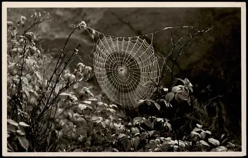 Ansichtskarte  Tiere - Spinne Spinnennetz 1973