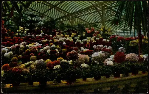Ansichtskarte Frankfurt am Main Chrisantemum im Blütenflor. Palmengarten 1924
