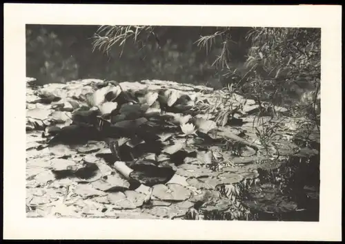 Foto Tiergarten-Berlin Tiergarten, Seerosen 1954 Foto