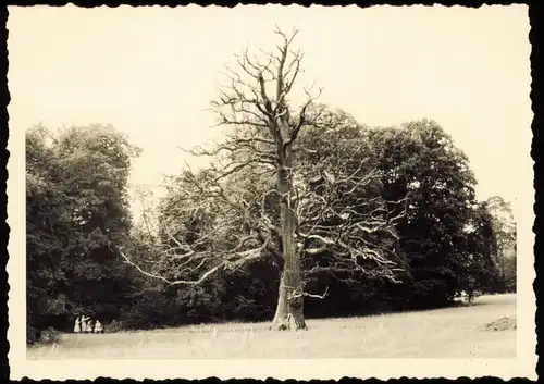 Foto Wannsee-Berlin toter Baum auf der Pfaueninsel 1950 Foto