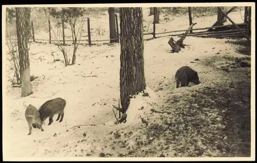 Foto Grunewald-Berlin Saubucht, Ferkel im Schnee 1950 Privatfoto Foto