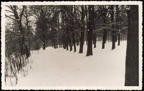 Foto Grunewald-Berlin Baumpartie am Grunewaldsee 1950 Privatfoto Foto