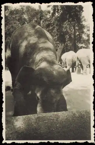 Charlottenburg-Berlin Zoologischer Garten: Elefant 1941 Privatfoto Foto
