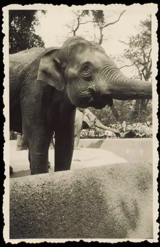 Charlottenburg-Berlin Zoo  Elefant  Besuchern Rüssel 1941 Privatfoto