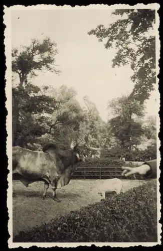 Charlottenburg-Berlin Zoologischer Garten: Brahman Rinder 1941 Privatfoto Foto