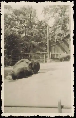 Charlottenburg-Berlin Zoologischer Garten: Büffel/Bison 1941 Privatfoto Foto