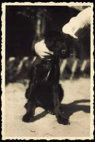 Tiergarten-Berlin Zoologischer Garten: mit dem Hund im Zoo 1941 Privatfoto Foto
