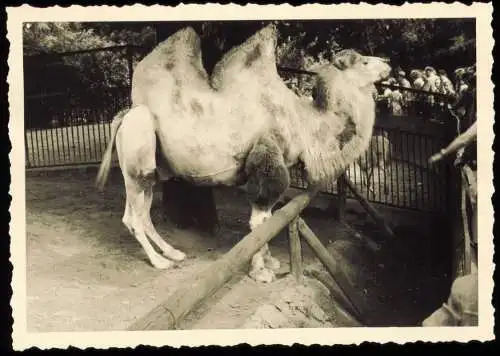 Tiergarten-Berlin Zoologischer Garten: Kamel 1954 Privatfoto Foto