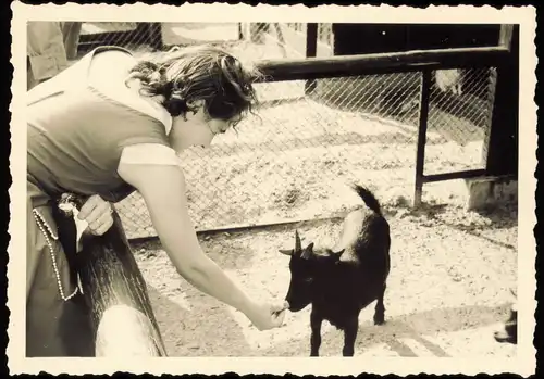 Charlottenburg-Berlin Zoo  Ziege Zicklein füttern 1954 Privatfoto Foto