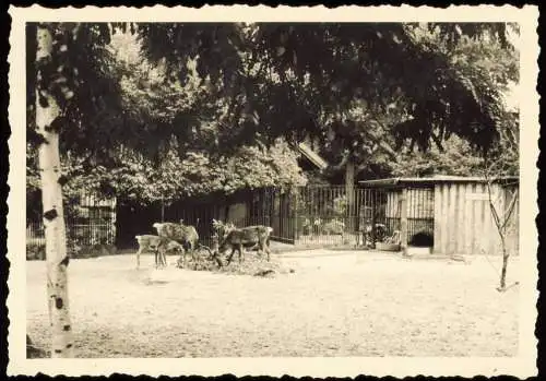 Tiergarten-Berlin Zoologischer Garten: Hirsche/Dammwild 1954 Privatfoto Foto