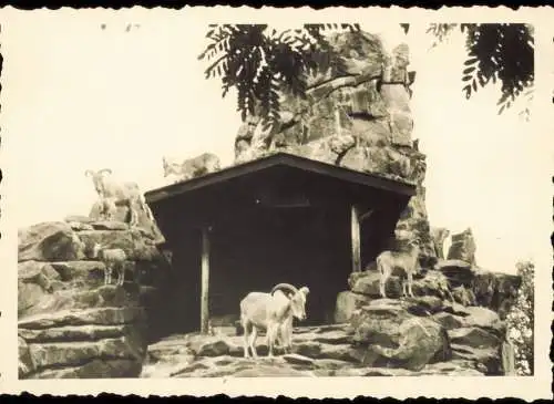 Tiergarten-Berlin Zoologischer Garten: Bergziegen 1954 Privatfoto Foto