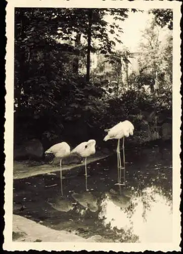 Tiergarten-Berlin Zoologischer Garten: Flamingos 1954 Privatfoto Foto