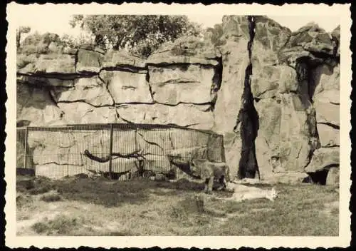 Tiergarten-Berlin Zoologischer Garten: Löwengehege 1954 Privatfoto Foto