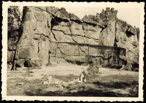 Tiergarten-Berlin Zoologischer Garten: Löwenzwinger 1954 Privatfoto Foto