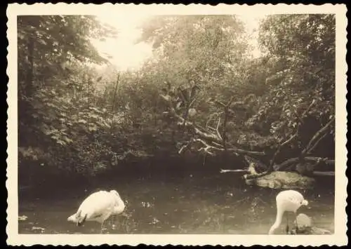 Tiergarten-Berlin Zoologischer Garten: Flamingos 1955 Privatfoto Foto