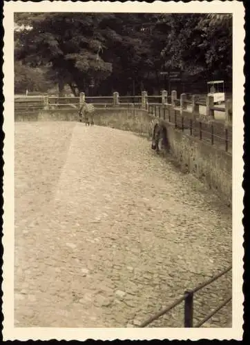 Tiergarten-Berlin Zoologischer Garten: Zebras 1955 Privatfoto Foto