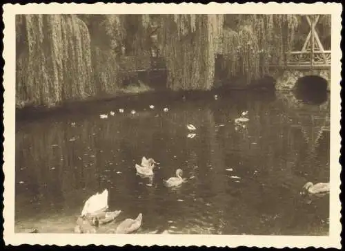 Tiergarten-Berlin Zoologischer Garten: Enten 1955 Privatfoto Foto