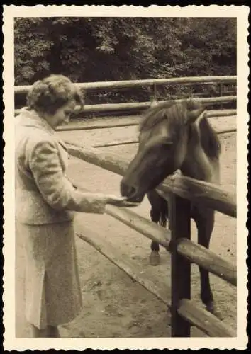 Tiergarten-Berlin Zoologischer Garten: Pferd und Frau 1955 Privatfoto Foto