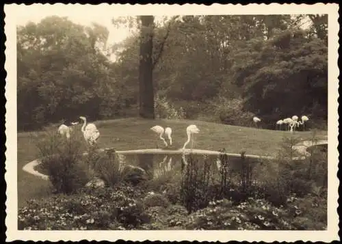 Tiergarten-Berlin Zoologischer Garten: Flamingos 1955 Privatfoto Foto