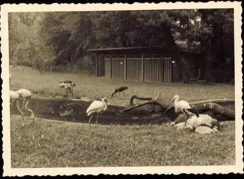 Tiergarten-Berlin Zoologischer Garten: Flamingos, Storch 1955 Privatfoto Foto