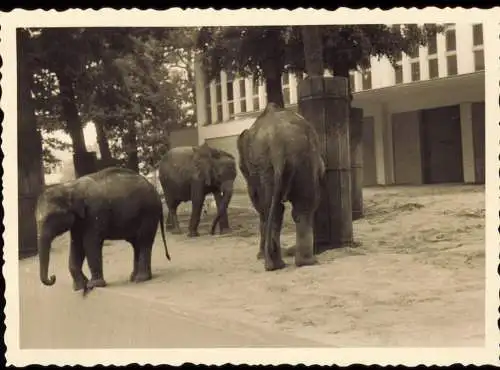 Tiergarten-Berlin Zoologischer Garten: Elefanten 1955 Privatfoto Foto