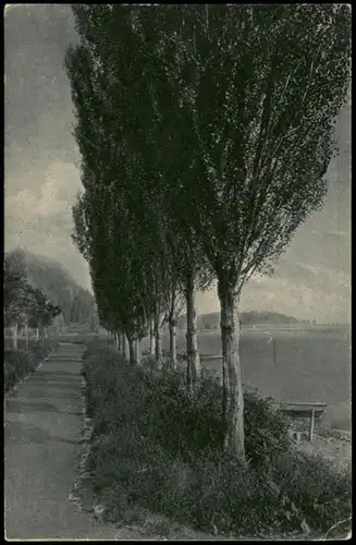 Ansichtskarte Staad-Konstanz Pappelallee nach der Mainau 1920