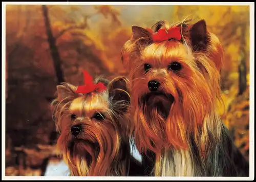 Ansichtskarte  Yorkshires Hunde Motivkarte, Dog Dogs 2000