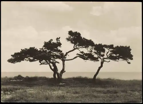 .Mecklenburg-Vorpommern Insel Rügen - Windflüchter; Bäume Blick zur Ostsee 1960