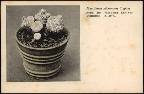 Ansichtskarte  Mamillaria micromeris Engelm. Kaktus Botanik 1928