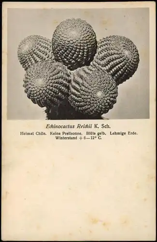 Ansichtskarte  Echinocactus Reichii K. Sch. Kaktus Botanik 1928