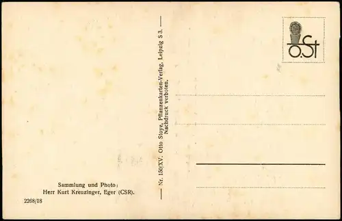 Ansichtskarte  Echinocactus Reichii K. Sch. Kaktus Botanik 1928