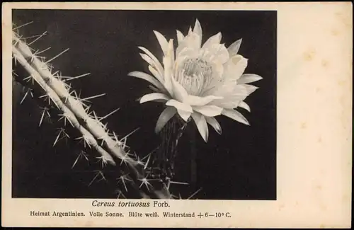 Ansichtskarte  Cereus tortuosus Forb. Kaktus Botanik 1928