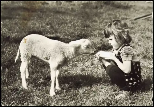 Ansichtskarte  Kind Mädchen füttert Schaff oder Lamm 1980