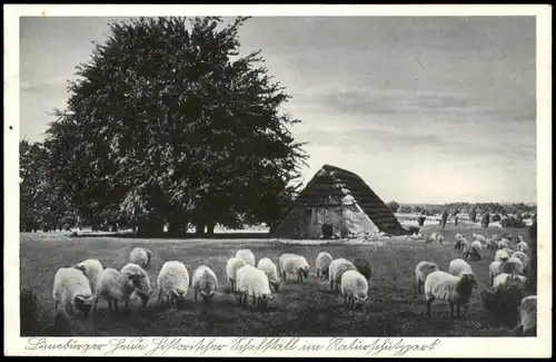 Ansichtskarte .Niedersachsen Lüneburger Heide, Schafe und Hütte 1928