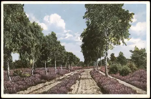 Ansichtskarte .Niedersachsen Lüneburger Heide; Birken 1939
