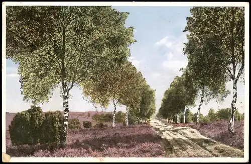 Ansichtskarte .Niedersachsen Lüneburger Heide, Waldweg - Birken 1936