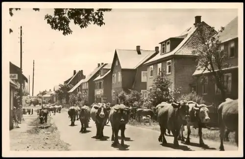 Ansichtskarte Frauenwald Dorfstraße, Kuhherde 1956