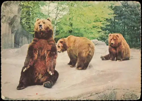 Ansichtskarte Stellingen-Hamburg Tierpark Hagenbeck, Bärenfreianlage 1964